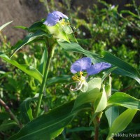 <i>Commelina diffusa</i>  Burm.f.